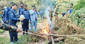 দুই একর জায়গাজুড়ে গাঁজা চাষ, ধ্বংস করলো প্রশাসন