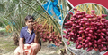 সৌদি খেজুর চাষে সফল শিবগঞ্জের মোশাররফ