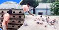 কবুতর পালনের সুবিধাসমূহ জেনে নিন