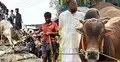 কোরবানির পশু হাটে নেওয়ার আগে ও পরে যা করবেন