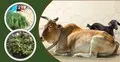 কোরবানির পশুকে কেমন খাবার দেওয়া উচিত