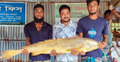 ১৪ কেজির এক পোয়া মাছ বিক্রি হলো ১০ হাজারে