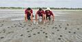 কুয়াকাটা সৈকতে ১৬৩ কচ্ছপের বাচ্চা উদ্ধার