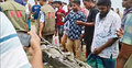 পদ্মায় বড়শিতে ধরা সেই কুমির ১০ ঘণ্টা পর উদ্ধার