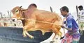 পশুর হাটে জাল নোট শনাক্তে বুথ বসাতে ব্যাংকগুলোকে নির্দেশ