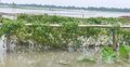 কুড়িগ্রামে ১৩২০ হেক্টর জমির ফসল পানির নিচে