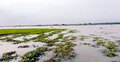 কুড়িগ্রামে তিন নদীর পানি বেড়েছে, প্লাবিত বাদামক্ষেত