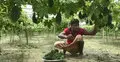 তাপপ্রবাহে টিকে থাকতে নতুন পদ্ধতিতে কৃষক‌রা