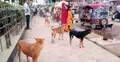 রাজধানী থেকে পথকুকুর তুলে নেওয়া নিয়ে যা জানালো সিটি করপোরেশন