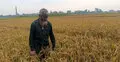ইটভাটার ধোঁয়ায় ৪০ বিঘা জমির ধান নষ্টের অভিযোগ