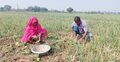 আগাম মুড়িকাটা পেঁয়াজে সর্বস্বান্ত হাজারো কৃষক
