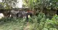 প্রজাদের পেটানো হতো জুতা দিয়ে, ২০০ বছরের পুরোনো কুঠিবাড়ি ধ্বংসের মুখে