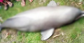 তিস্তায় জেলের জালে উঠে এলো ডলফিন, ডাঙায় তুলতেই মৃত্যু