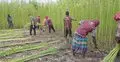 আর্থিক সংকটে মাঠে পচছিল পাট, অসহায় কৃষকের পাশে আনসার-ভিডিপি