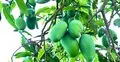 রাজশাহীর কোন আম কবে বাজারে আসবে?
