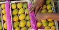 জাপানের পর ভারতীয় আমে নিষেধাজ্ঞা দিলো নেপাল