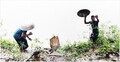 বাংলা সাহিত্যে আমের ঘ্রাণ