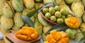 প্রতিদিন কয়টি আম খাওয়া ভালো