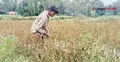 বৃষ্টিতে ভেসে গেল কৃষকের স্বপ্ন, গুনতে হচ্ছে লোকসানের হিসাব
