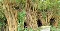 হাড় হিম করা রহস্যময় প্রাচীন মসজিদের খোঁজে