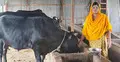 শুধু কোরবানির ঈদ ঘিরে গরু লালনপালন করে সফল সাথী