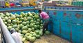 ট্রাকভাড়া এক লাফে দ্বিগুণ, আরও বাড়তে পারে তরমুজের দাম