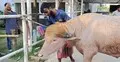 মহিষ কোরবানি করা যাবে কি?