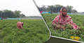 ফেনীতে লাভের আশায় মরিচের ব্যাপক চাষ