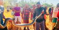 শ্রীমঙ্গলে ধান খেত থেকে অজগর উদ্ধার