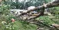 মৌলভীবাজারে কালবৈশাখী ঝড়ে ছিঁড়ে গেছে ২২৫ জায়গার বৈদ্যুতিক তার