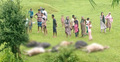 মৌলভীবাজারে বজ্রপাতে একসঙ্গে ১৩ গরুর মৃত্যু