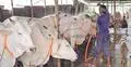 কোরবানির হাটে আজও অপ্রতিদ্বন্দ্বী মিরকাদিমের ধবল গরু