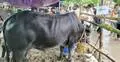 হাটে নজর কাড়ছে ‘কমিশনার’