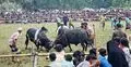 ষাঁড়ের লড়াই দেখতে মানুষের উপচেপড়া ভিড়