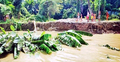 নবগঙ্গা-মধুমতির ভাঙনে বসতবাড়ি হারিয়ে দিশেহারা কয়েকশ পরিবার
