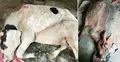 লাম্পিতে বিপর্যস্ত পুরো উপজেলা, টিকা সংকটে মরছে গরু