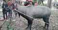 নাটোরে নীলগাই উদ্ধার