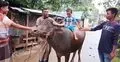 নেত্রকোনায় আর্জেন্টিনার ম্যাচ উপলক্ষে মহিষ জবাই করে ভূরিভোজ আয়োজন