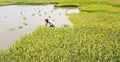 হাওরে বন্যার শঙ্কায় দ্রুত ধান কাটতে মাইকিং