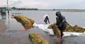 বৃষ্টি-কৃষকের চোখের জলে একাকার হাওরের ধানের জমি