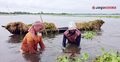 হাওরজুড়ে হাহাকার, ধান কাটছে ‘নয়নভাগায়’