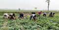 প্রতি বছর ৪০ হাজার মেট্রিক টন বীজআলু উৎপাদন করে বিএডিসি
