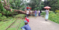 রেললাইনে পড়লো গাছ, সাড়ে ১৪ ঘণ্টা পর ট্রেন চলাচল স্বাভাবিক