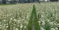 কুড়িগ্রামে পেঁয়াজ বীজ উৎপাদন, আশার আলো দেখছেন কৃষকেরা