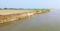 বালু উত্তোলনে পদ্মায় ভাঙন, বিলীন ফসলি জমি