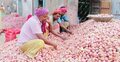 পেঁয়াজ আবাদে অর্ধেক খরচও উঠছে না চাষিদের