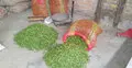 ঈশ্বরদীতে বৃষ্টিতে ৪০ টাকার কাঁচামরিচ ১২০ টাকা