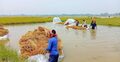 আগাম বন্যায় ডুবে গেছে ধান, শ্রমিক সংকটে বিপাকে কৃষক