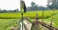 লোডশেডিং-ডিজেল সংকটে কপাল পুড়ছে কৃষকের