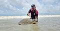 কুয়াকাটা সৈকতে মিললো বিরল প্রজাতির ‘অলিভ রিডলি’ কচ্ছপ